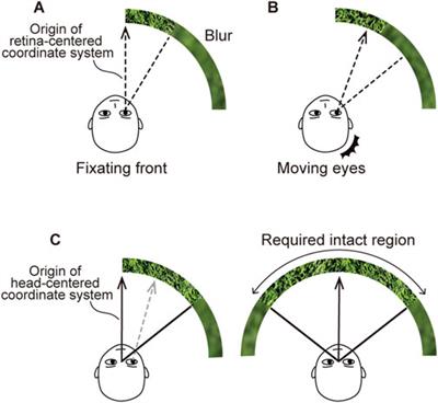 Estimation of horizontal spatial specifications for ideal head-mounted displays in practical conditions